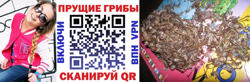 Галлюциногенные грибы Psilocybe  Кемь 